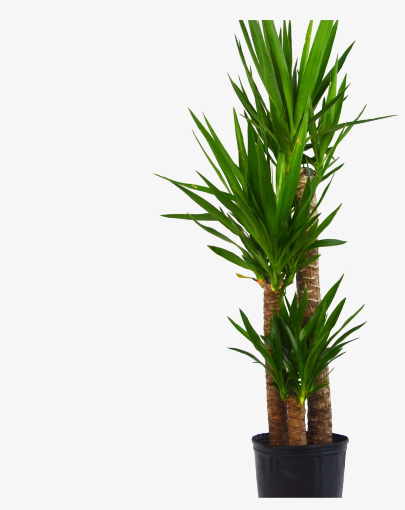 Yuca Elephantipes 'spineless Yucca' 3-4 Ft Tall - Grass, transparent png #8665964