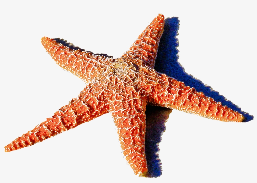 Isolated Starfish Red Sea - Animais Estrela Do Mar, transparent png #8667194