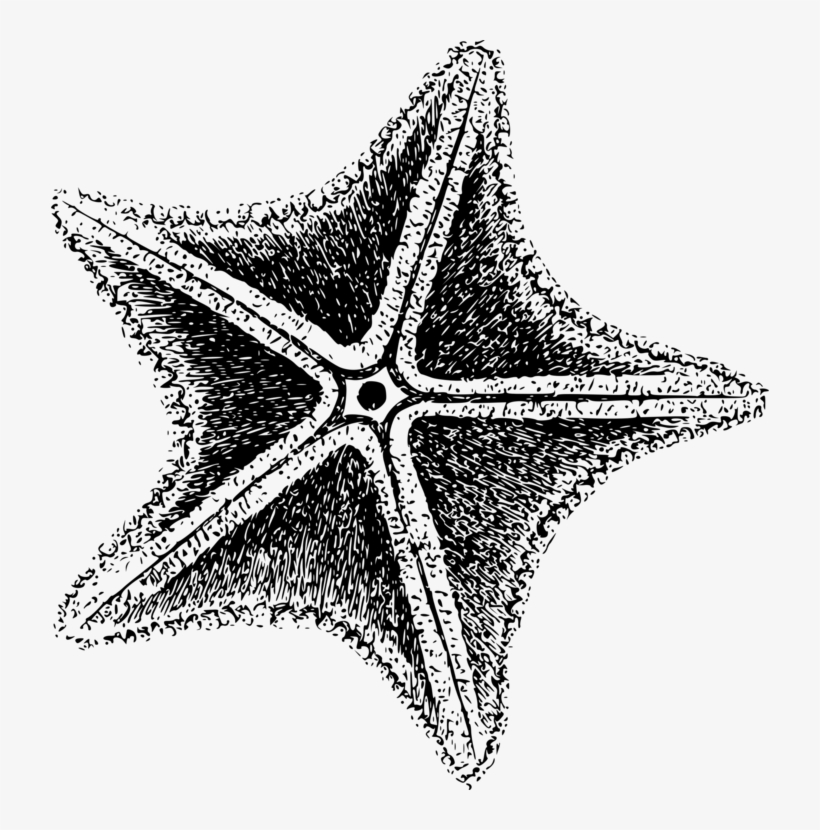 Starfish Invertebrate Sea Echinoderm Computer Icons - Black And White Star Fish, transparent png #8667500