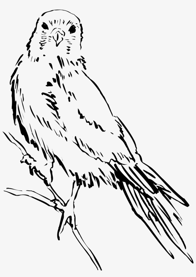 Bird Wings Png - Рисунки Птиц, transparent png #8668895