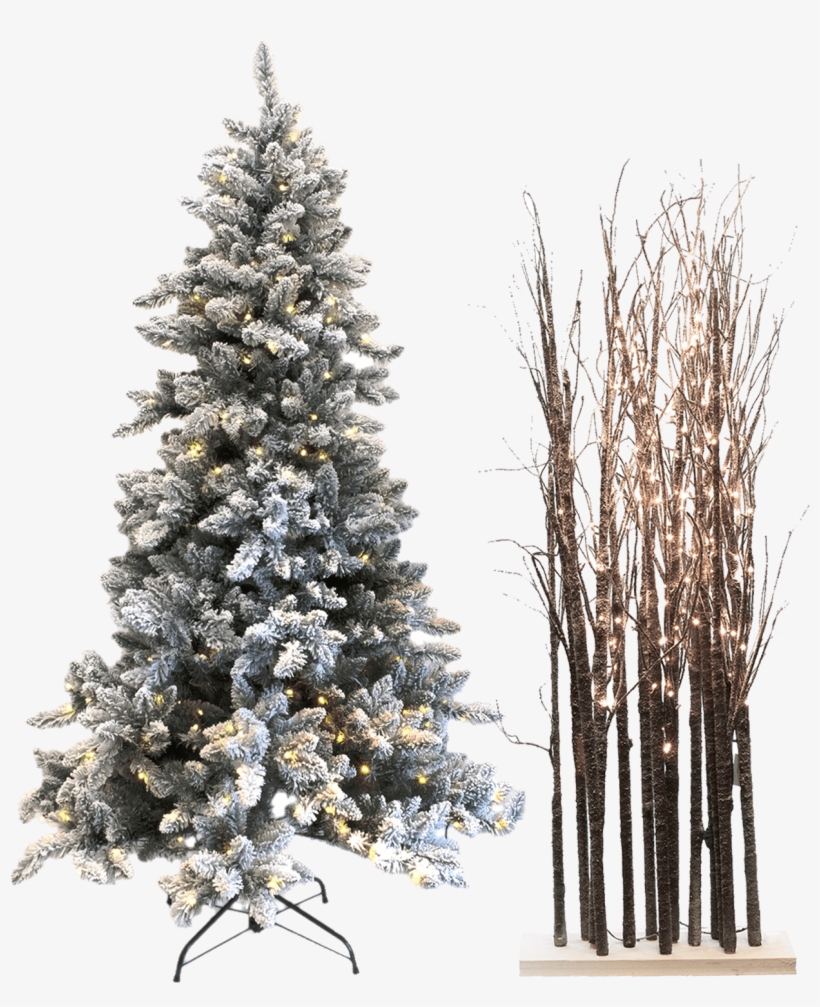 Trees - Christmas Tree, transparent png #8669769