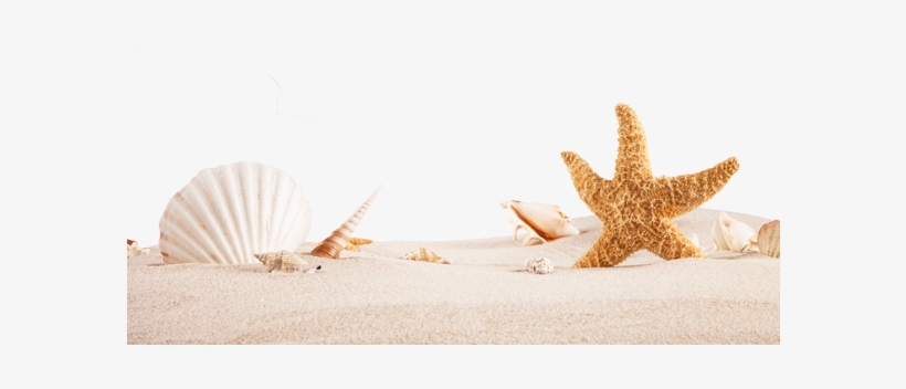 Shell, transparent png #8672256