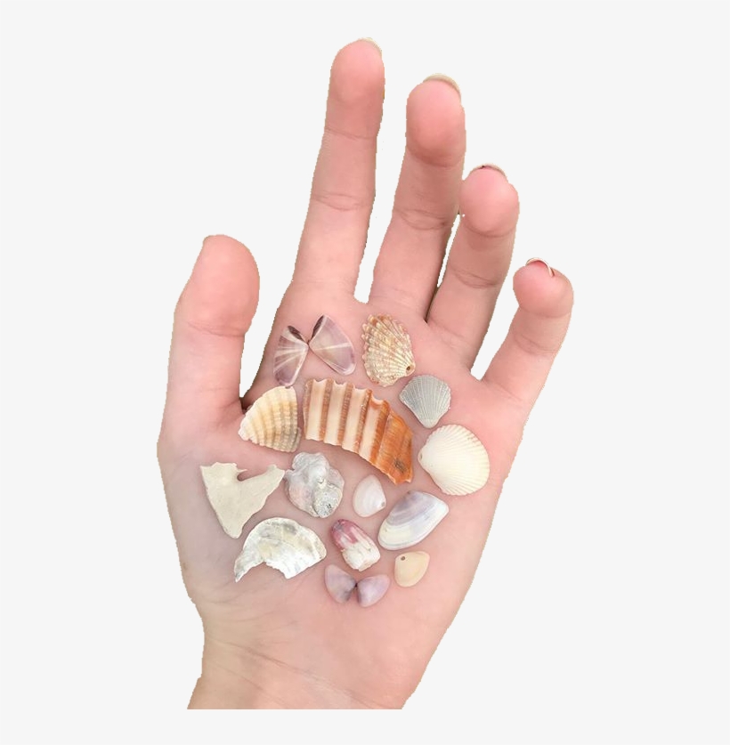Cream Tan Orange Shells Polyvore Moodboard Filler Hand - Shell, transparent png #8672296