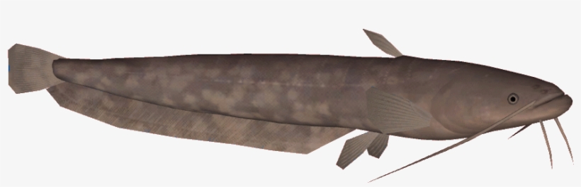 Amurcatfish - Amur Catfish, transparent png #8673004