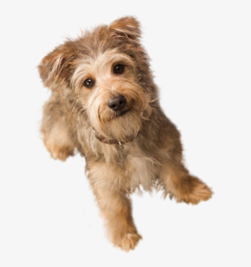 Dog Doll Png - Dog With Invisible Background, transparent png #8675471