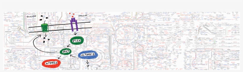 Image2 Signalingmetabolism Slide - Map, transparent png #8676798