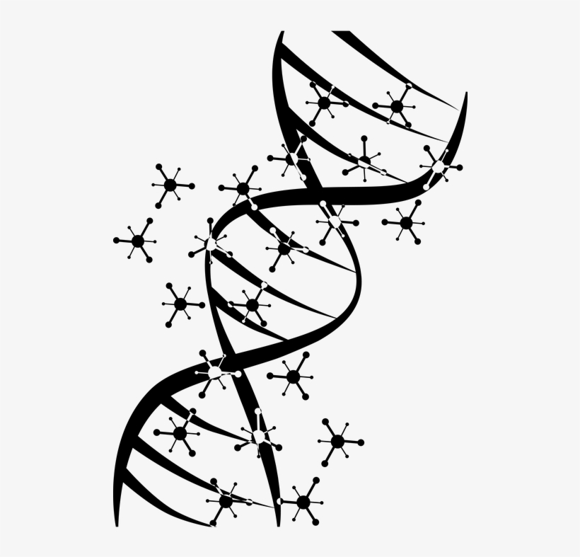 Genetic, Science, Dna, Biology - Genetica Blanco Y Negro, transparent png #8683472