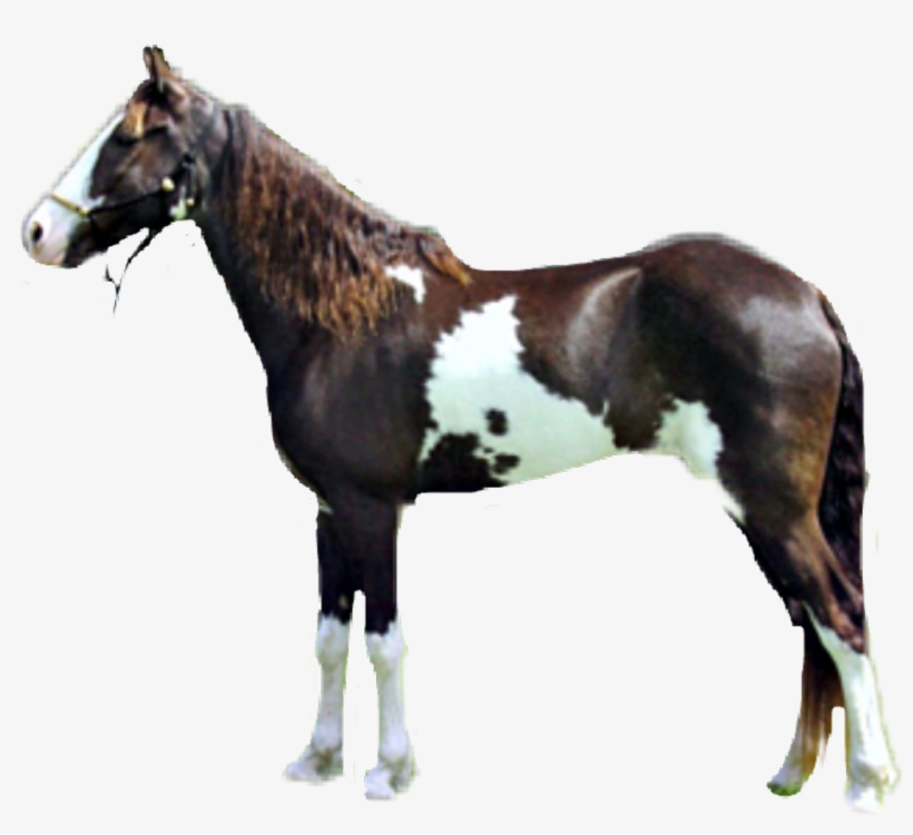Caballo Sticker - Stallion, transparent png #8684966