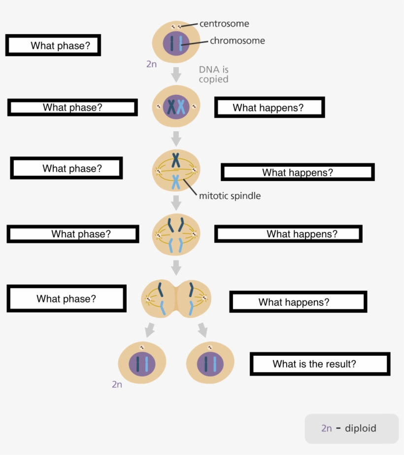 Meiosis - Meiosis And Mitosis, transparent png #8685149