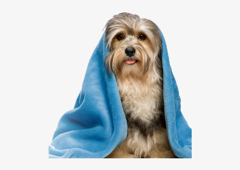 Pet Banho Png, transparent png #8686189