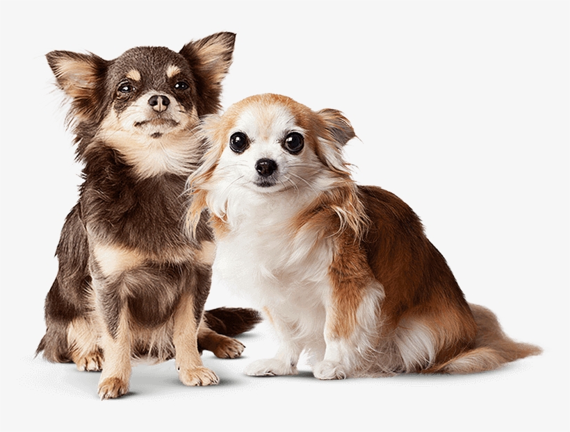 Banner - Doggy Steps, transparent png #8686330