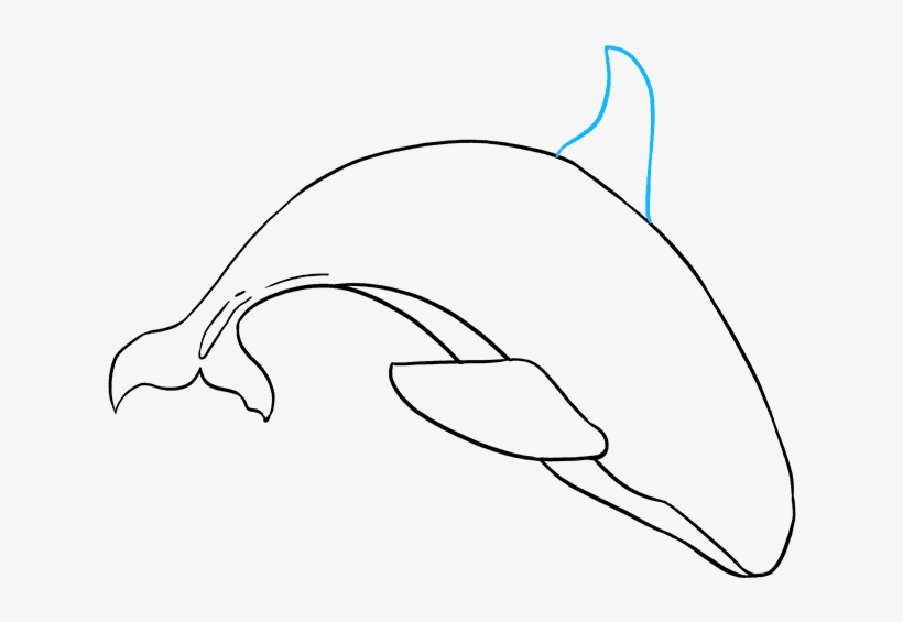 How To Draw Orca - Whale, transparent png #8686406