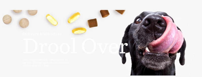 Pet Wellness Innovation - Companion Dog, transparent png #8686429