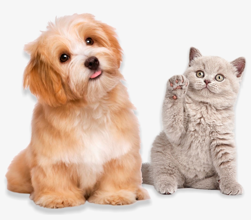 Foto-fundo - All Dogs, transparent png #8686442