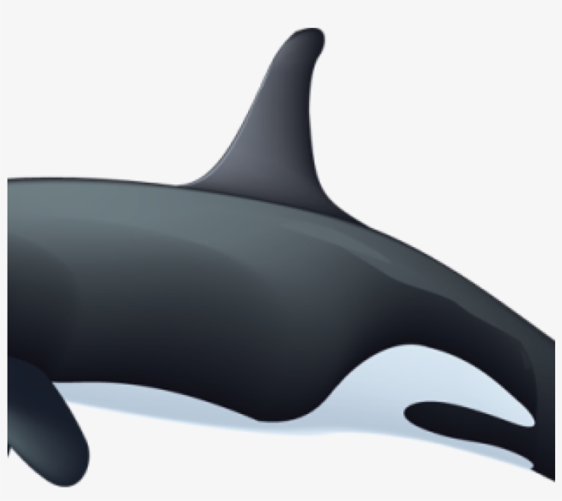 Orca Whale Clipart Killer Whale Clipart Rianfil Music - Killer Whale, transparent png #8686472