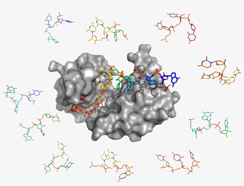 Current Methods Of Protein Rna Docking Are Severely, transparent png #8686643