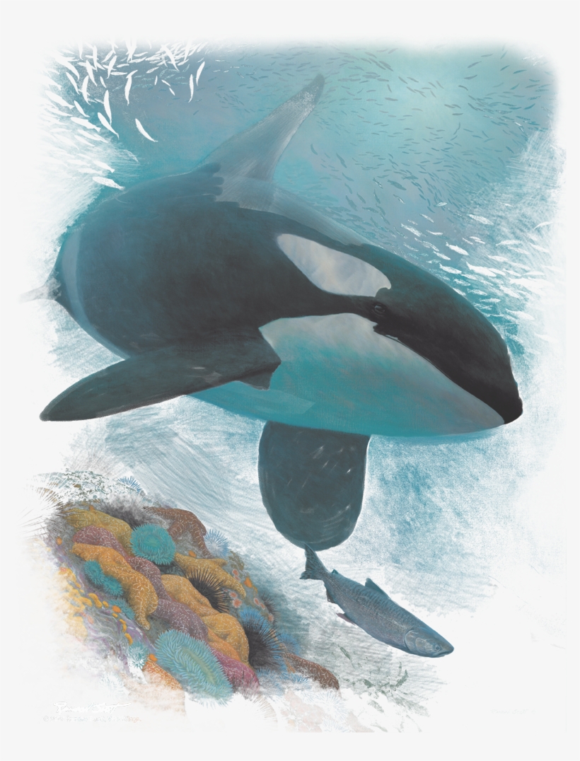 Wildlife Salmon Hunter Orca Men's Ringer T-shirt - Killer Whale, transparent png #8687034