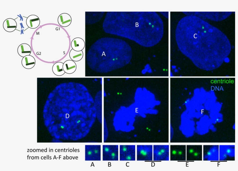 Single Plane Images Of Hips Cells Expressing Mtagrfp, transparent png #8688937