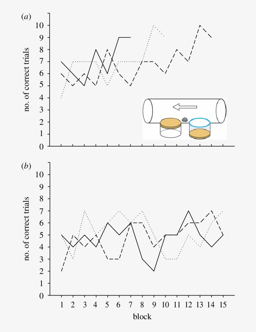 The Performance Of The Crows With The Initial Traptube - Diagram, transparent png #8689571