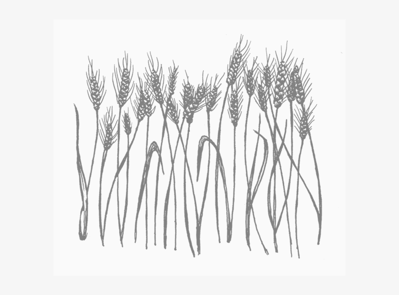 There's A Shortage Of Organic Grain Varieties In California, - Sketch, transparent png #8690452