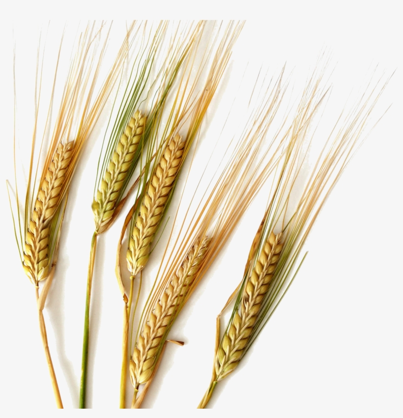 Durum Common Cereal Ear Rice Transprent Png - Kinds Of Cereals Wheat, transparent png #8691278
