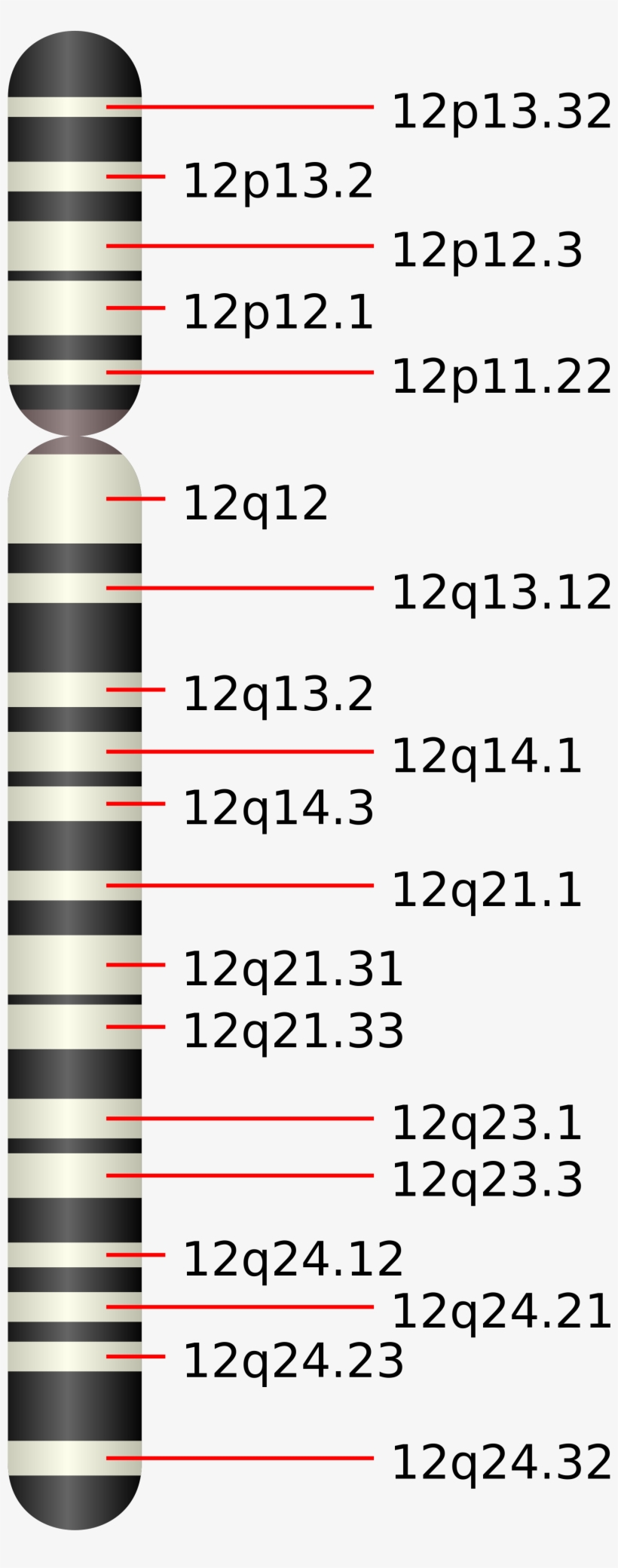 Open - Chromosome 6q21, transparent png #8691352