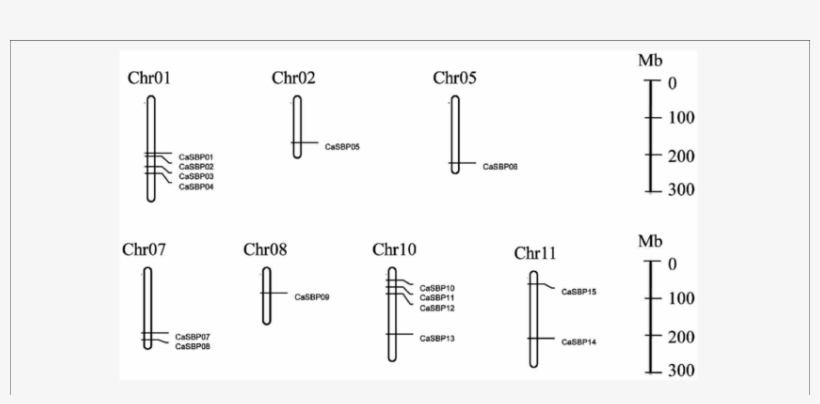 Chromosome Mapping Of Sbp Genes In Pepper - Diagram, transparent png #8691603