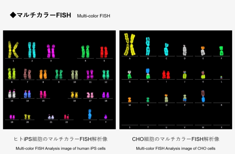Analysis Example - Graphic Design - Free Transparent PNG Download - PNGkey