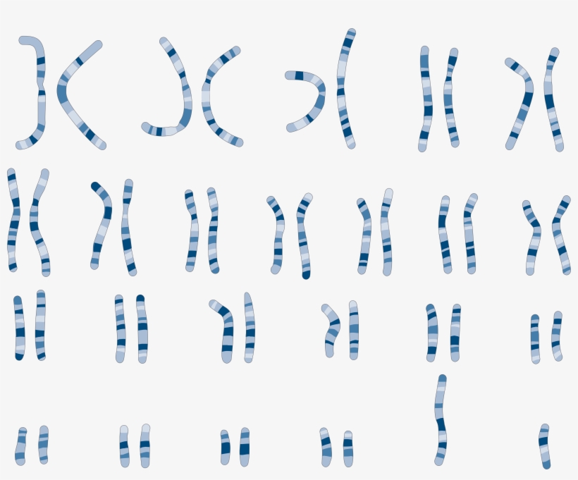 The Image Below Represents A Picture Of The Human Chromosomes - Karyotype Art, transparent png #8691880