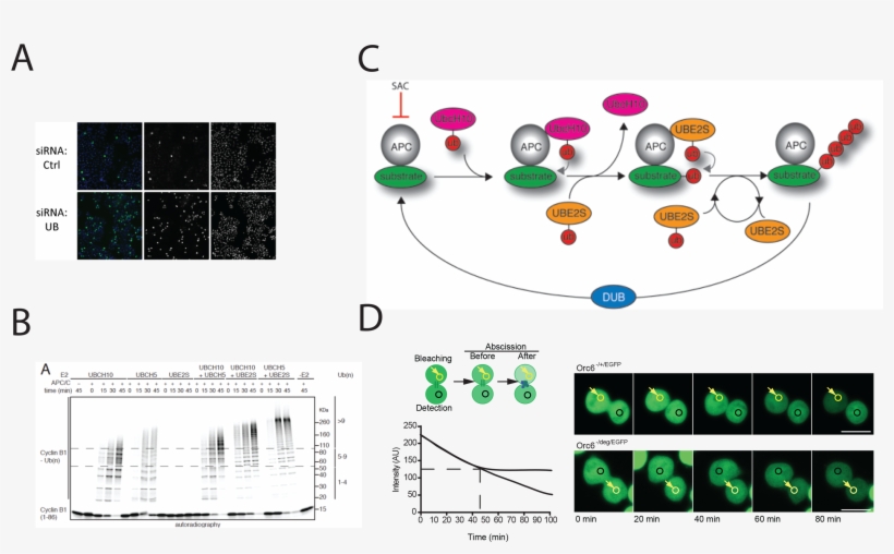 Ashok Venkitaraman - Diagram, transparent png #8691938