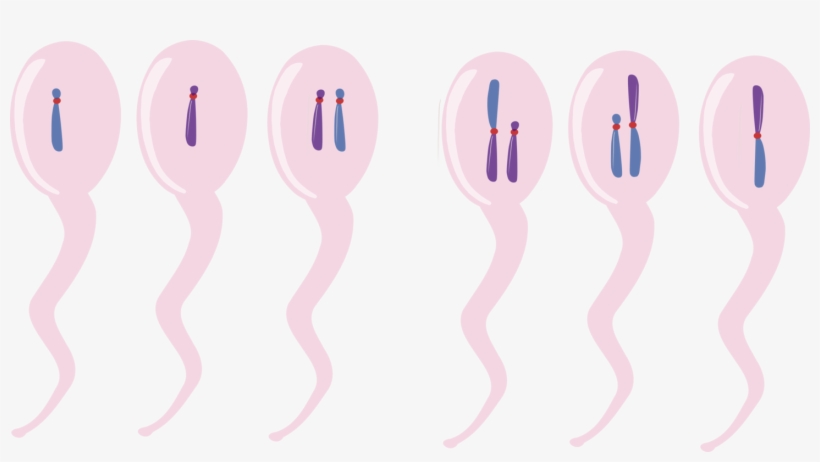Computer Icons Chromosomal Translocation Directory - Chromosome Clipart, transparent png #8692039