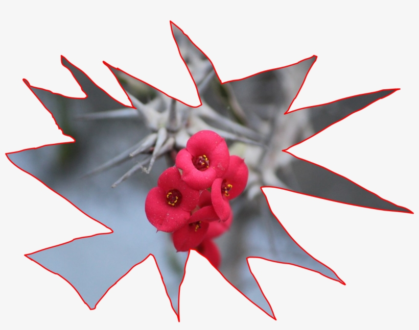 Poema - Bromelia, transparent png #8692142