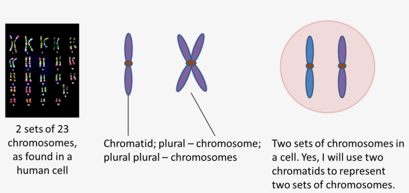 Two Sets Of Chromosomes - Chromosomes, transparent png #8692206