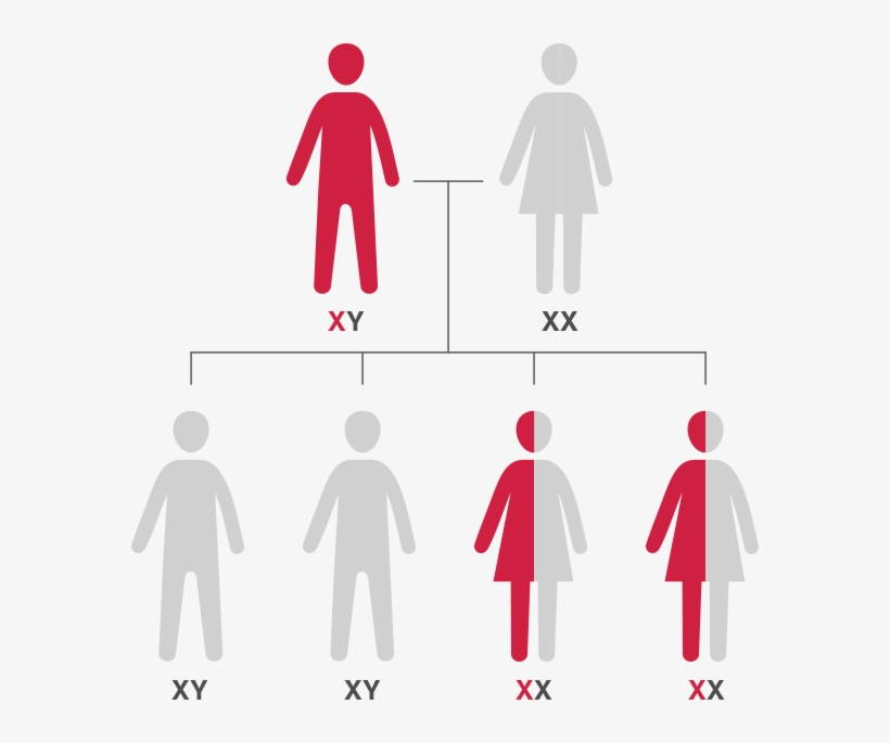 Mother Is Not A Carrier Of The Hemophilia Gene - Xx Y Xy, transparent png #8692419