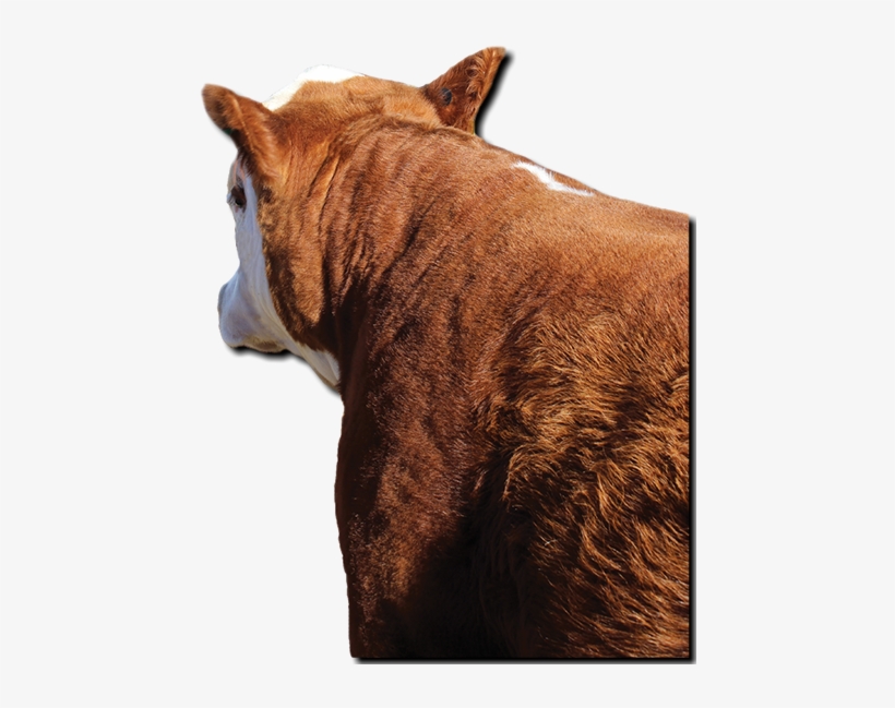 Copyright I-29 Bull Run - Sorrel, transparent png #8692516