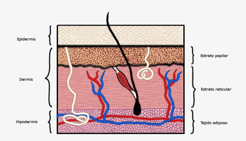 Sección De La Piel De Mamífero - Net, transparent png #8692862