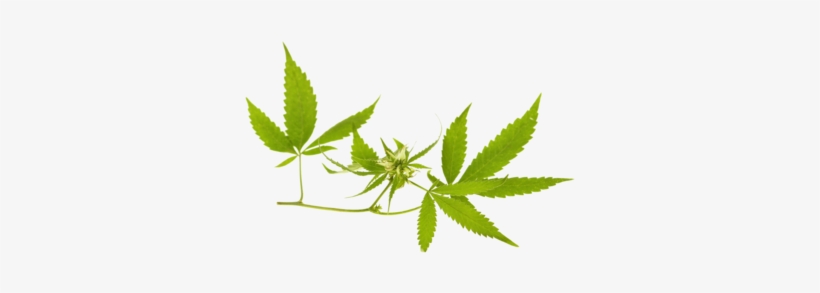 Ohio's Leading Marijuana Advocacy Center, transparent png #8695514