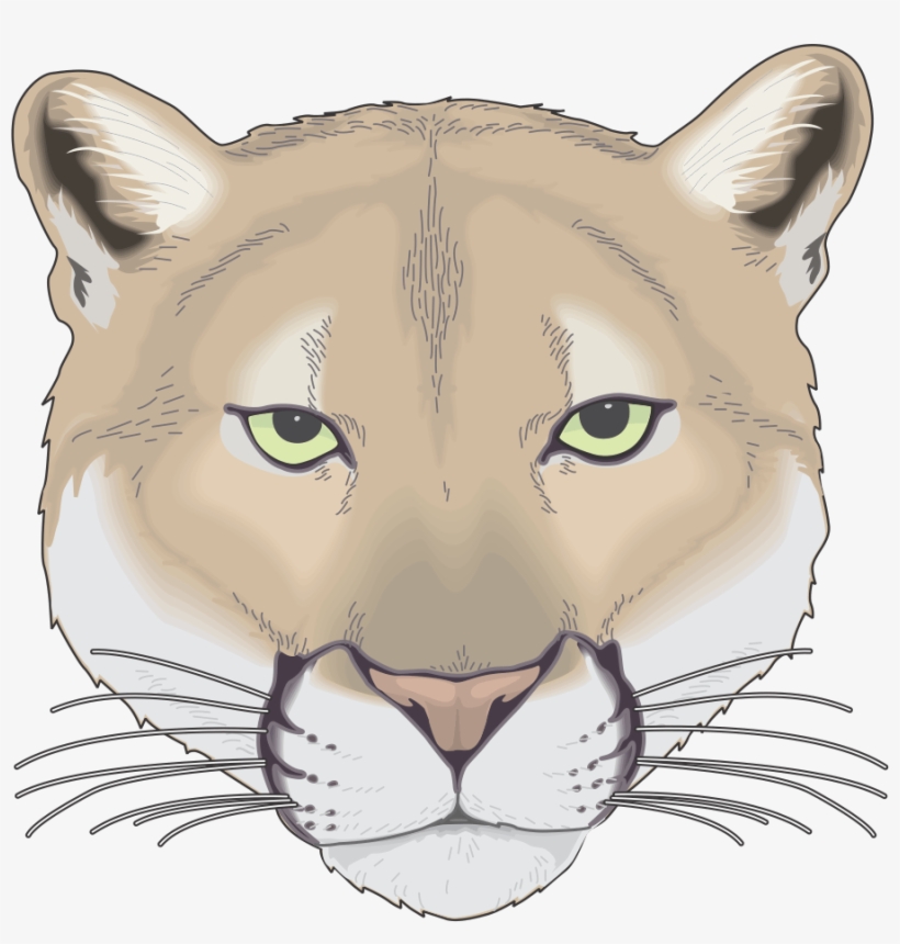 Cougar - Cougar Face Drawing, transparent png #8695558