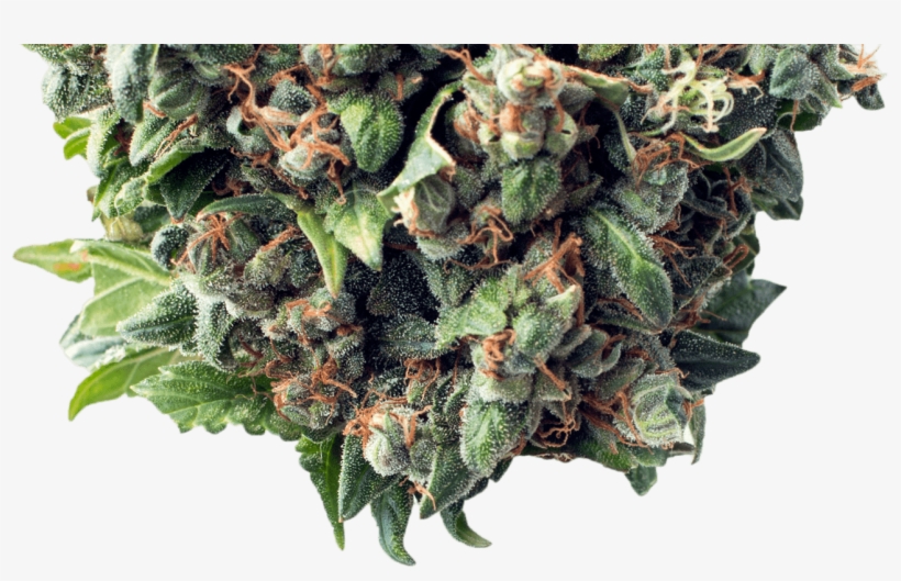 Bud - Recreational Weed In Colorado Springs, transparent png #8695685