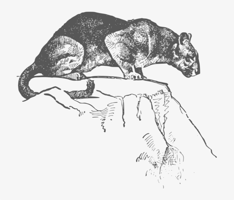 This Png File Is About Cougar - Puma, transparent png #8695721