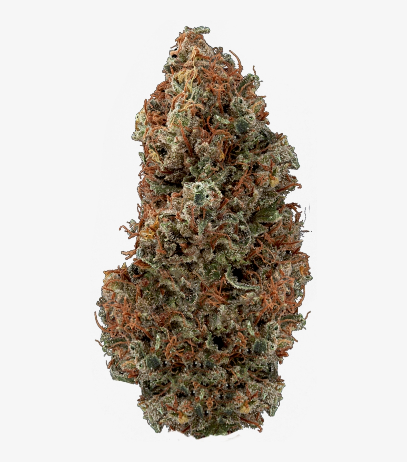 Seeds Dry Bud - Oregon Pine, transparent png #8695794