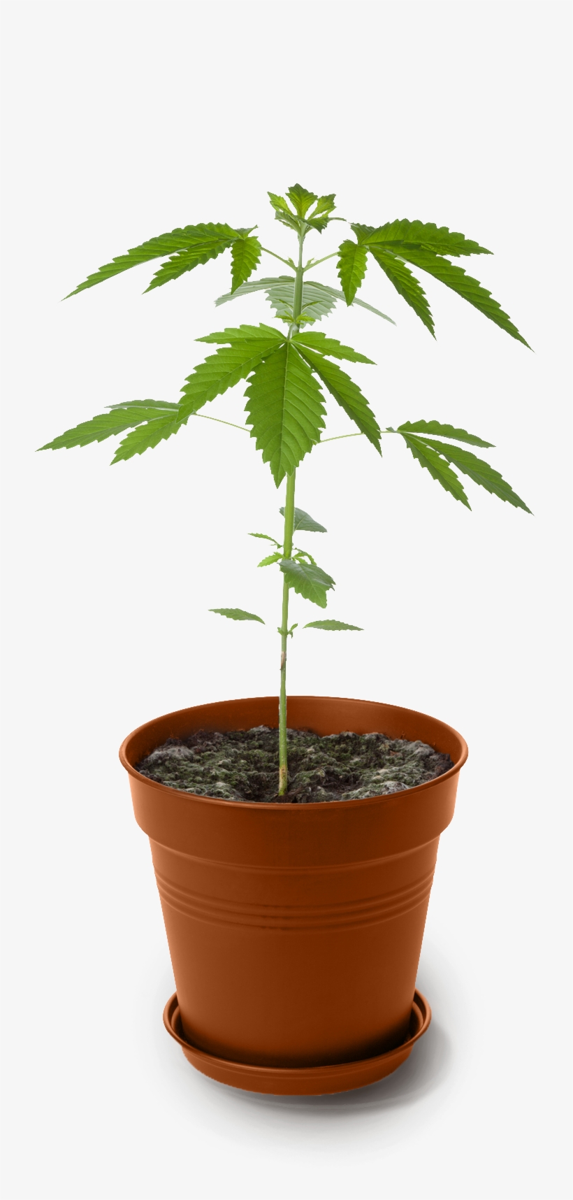 Trasplante De Maceta Marihuana, transparent png #8695906