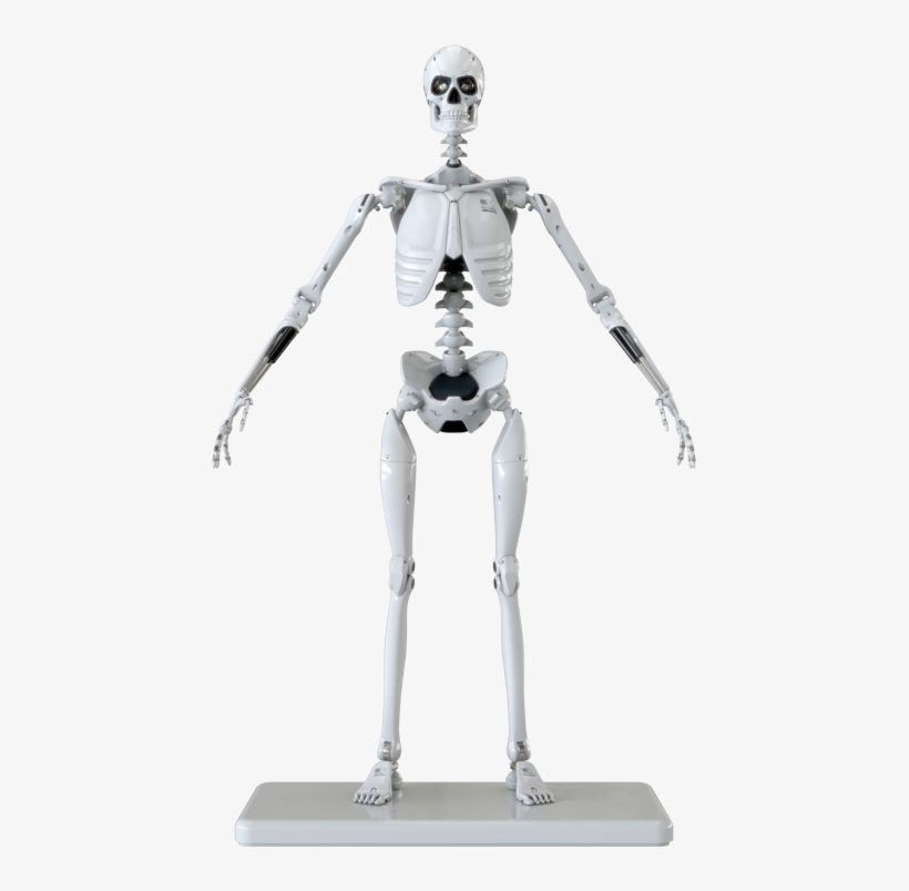 Figure Image - Molecule8 Mark 1 Endoskeleton, transparent png #8696334