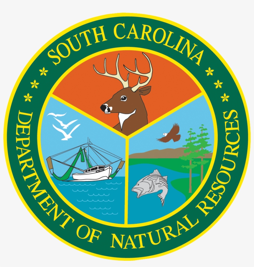 South Carolina Sharks For Ecotour Guides - South Carolina Department Of Natural Resources, transparent png #8696533