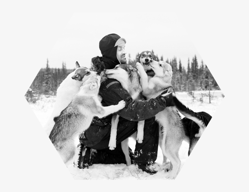 Contact Team Qrill Pet - Greenland Dog, transparent png #8696660