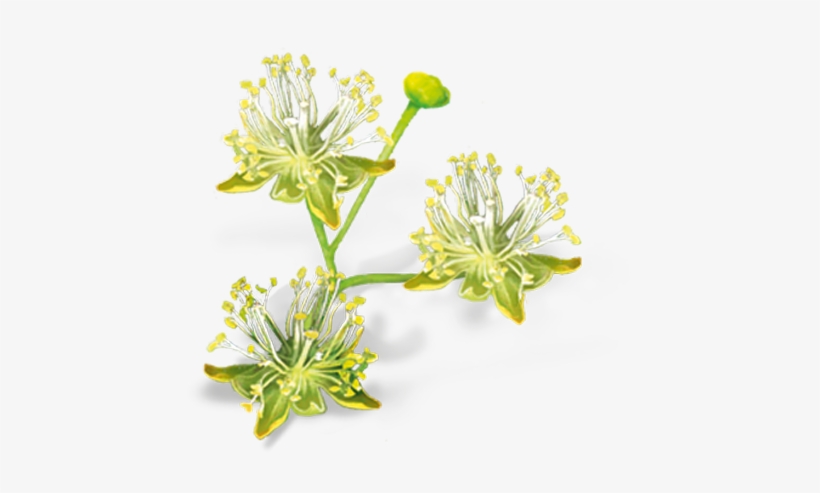 Linden Flowers, transparent png #8698853