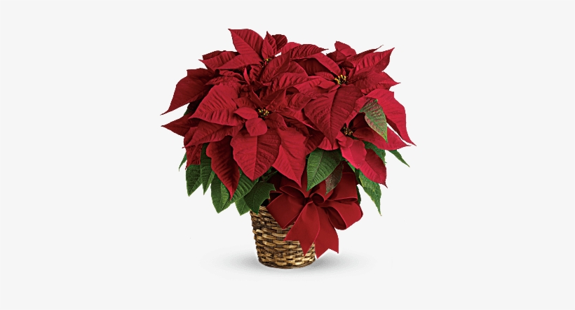 Salisbury, Md Florist & Flower Delivery - Christmas Flowers, transparent png #8698969