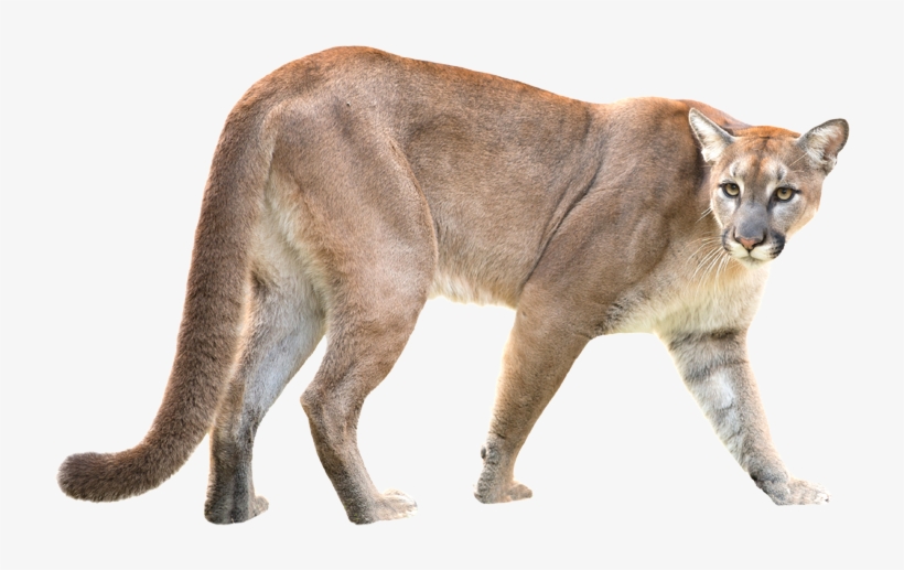 Puma / Mountain Lion / Puma - Puma Animal White Background, transparent png #8699045