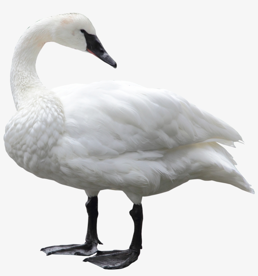 Download Swan Png Transparent Images Transparent Backgrounds - Swan Png, transparent png #870375