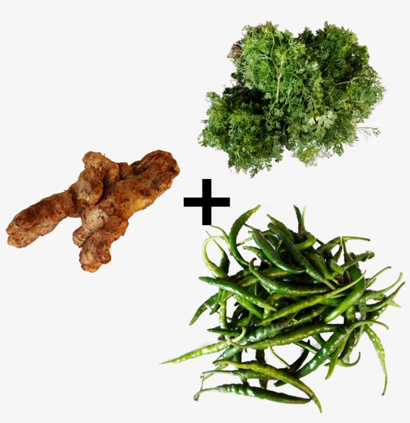 Coriander Leaves Green Chili Ginger Combo Fsale Order - Chili Pepper, transparent png #870749